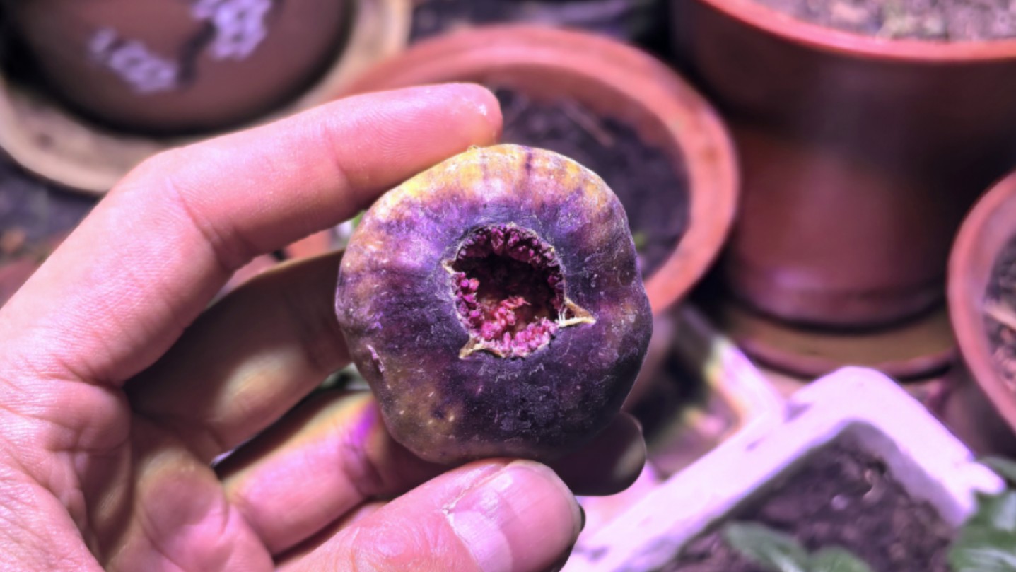 记录一下阳台盆栽无花果(波姬红)