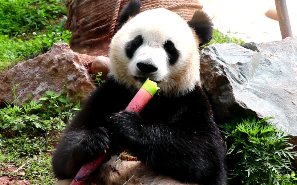 【大熊猫森森】六木特工今年会有小木木吗_哔哩哔哩_bilibili