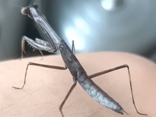 黑铁の塔, 棕静螳(充满魔神力)