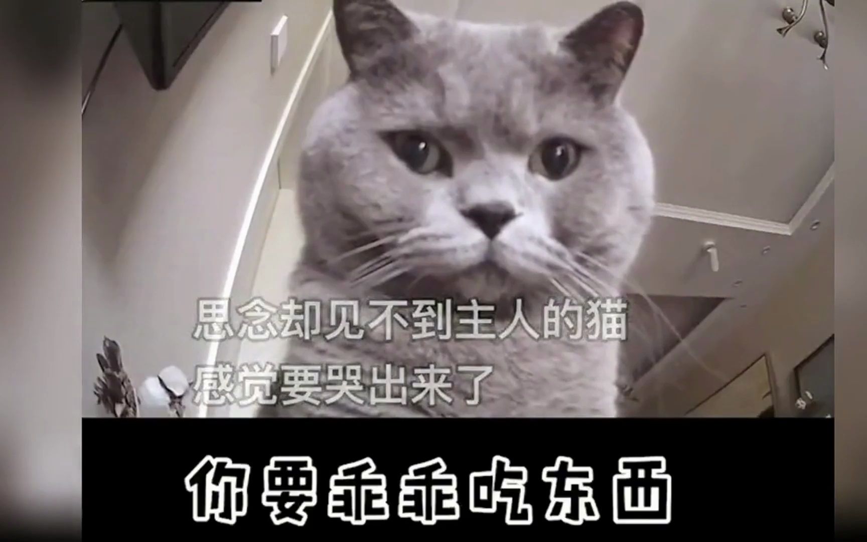 动物与人类的感人瞬间,网友:这才是真正的"鲸"喜