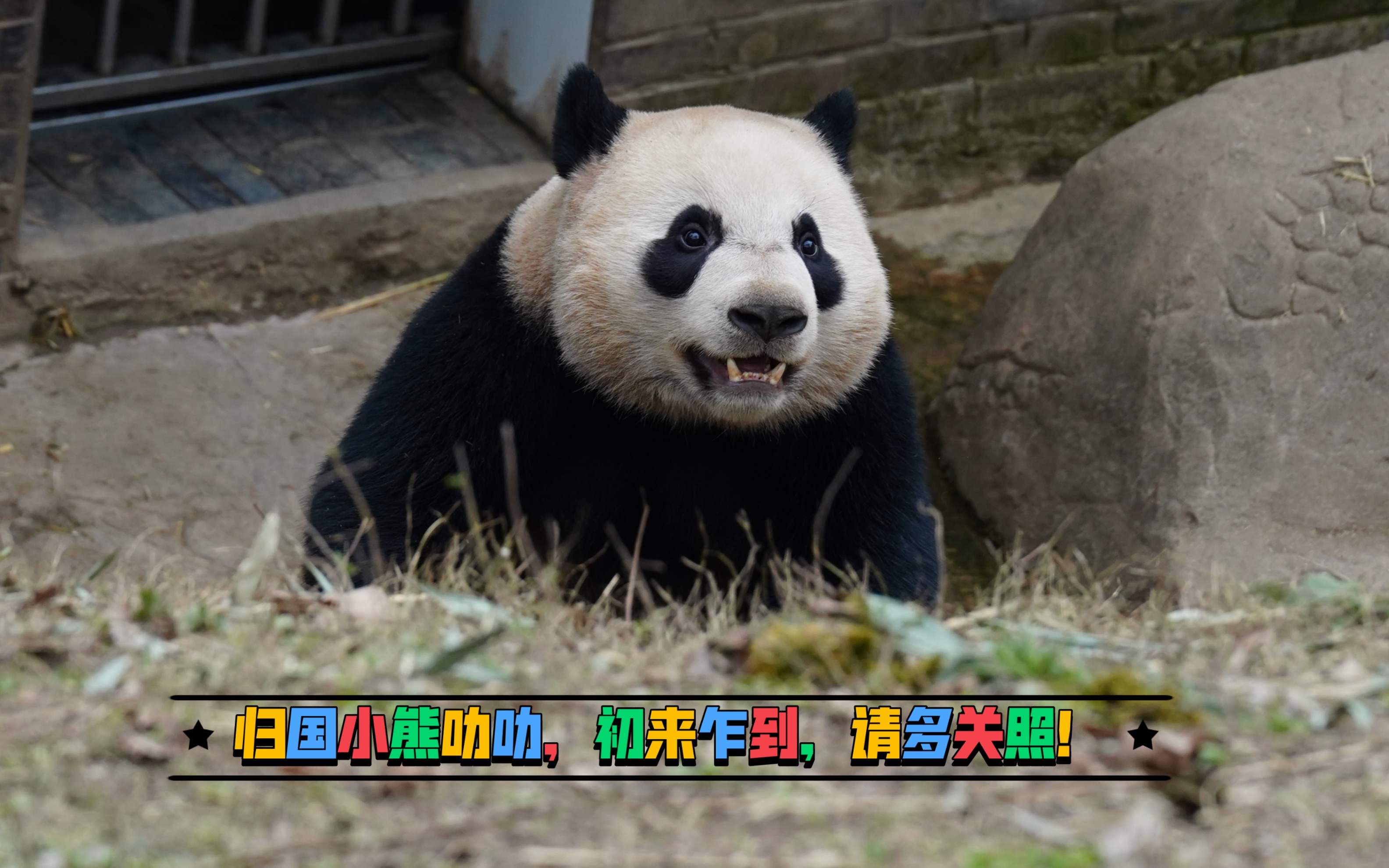 【叻叻&美年达】3.8～归国小熊叻叻初来乍到,请多关照!