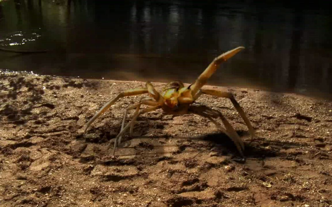 六条腿蜘蛛图片