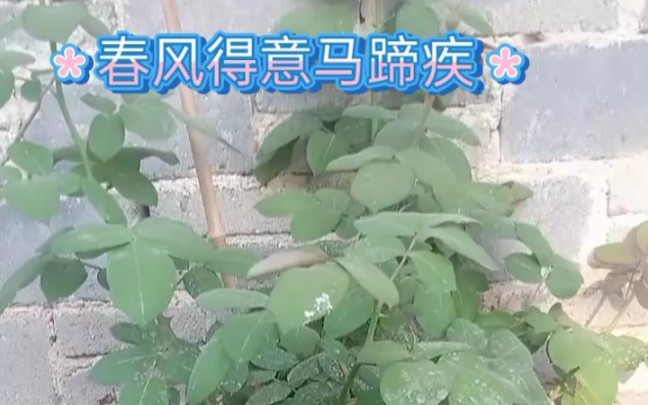 [图]唯花儿草儿不负春光