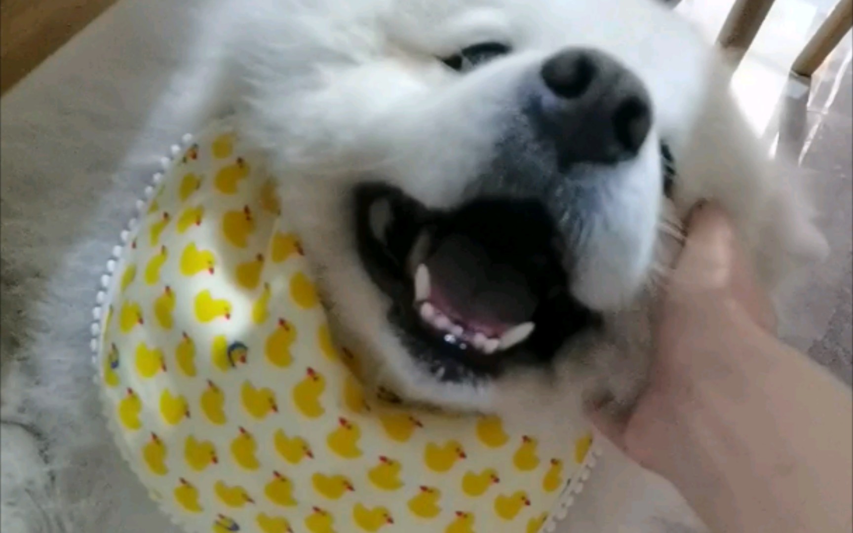 【萨摩耶】真的有这么好rua吗?第一视角rua狗!