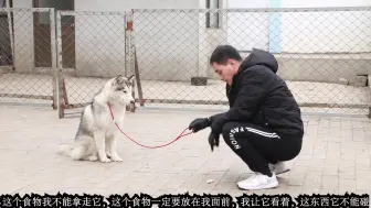 Download Video: 你知道什么是狗的地位意识吗？养犬小伙一番话让人明白狗的各种坏习惯究其原因原来是因为它