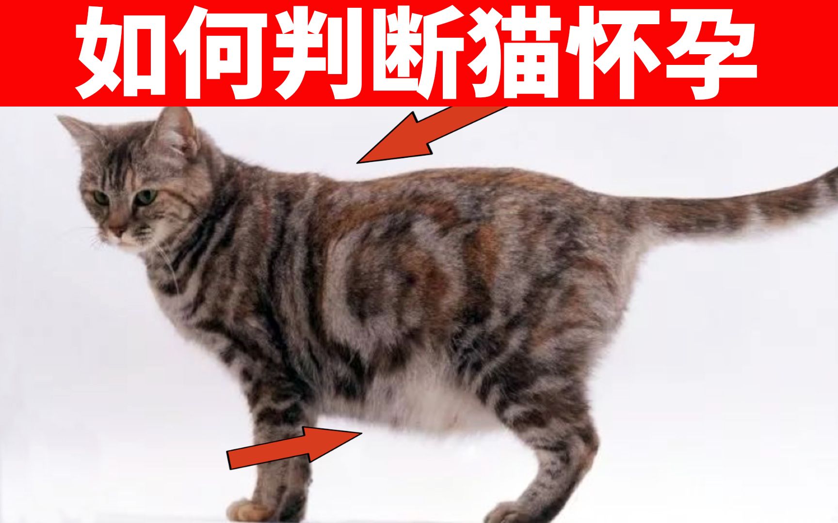 如何判断猫是否怀孕?如何照顾怀孕的猫? 【初识猫咪EP23】哔哩哔哩bilibili