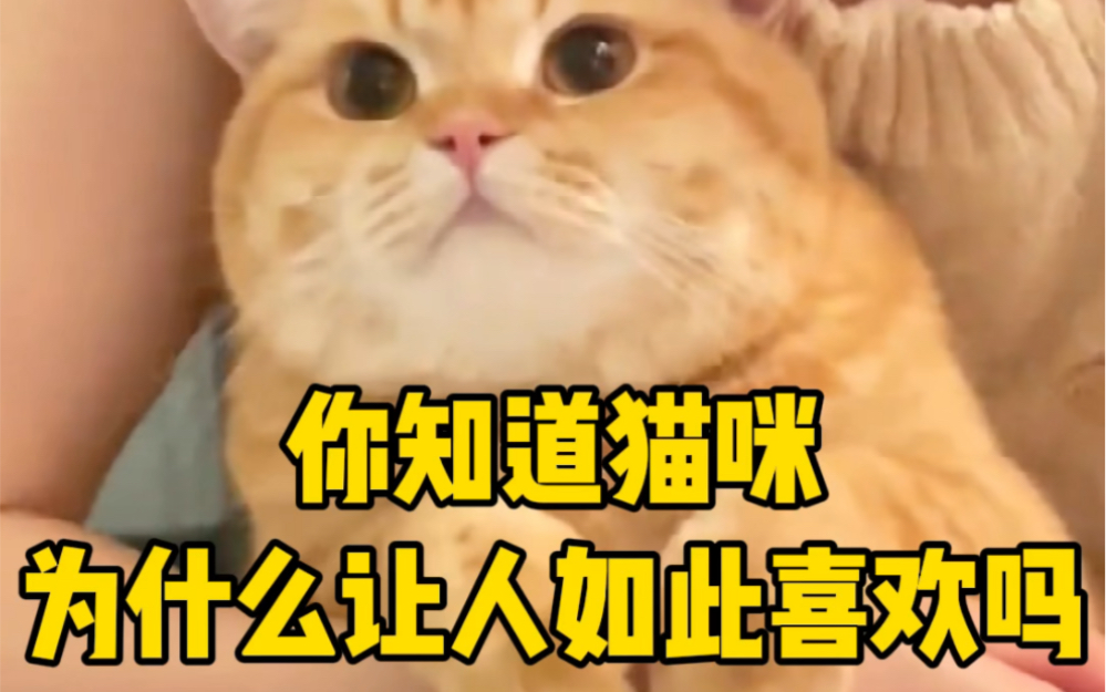 你知道猫咪为什么这么招人喜欢吗?哔哩哔哩bilibili