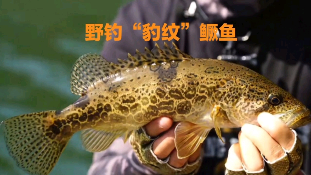 野钓"豹纹"鳜鱼,探钓水库中的精灵,名贵鳜鱼是大自然的馈送