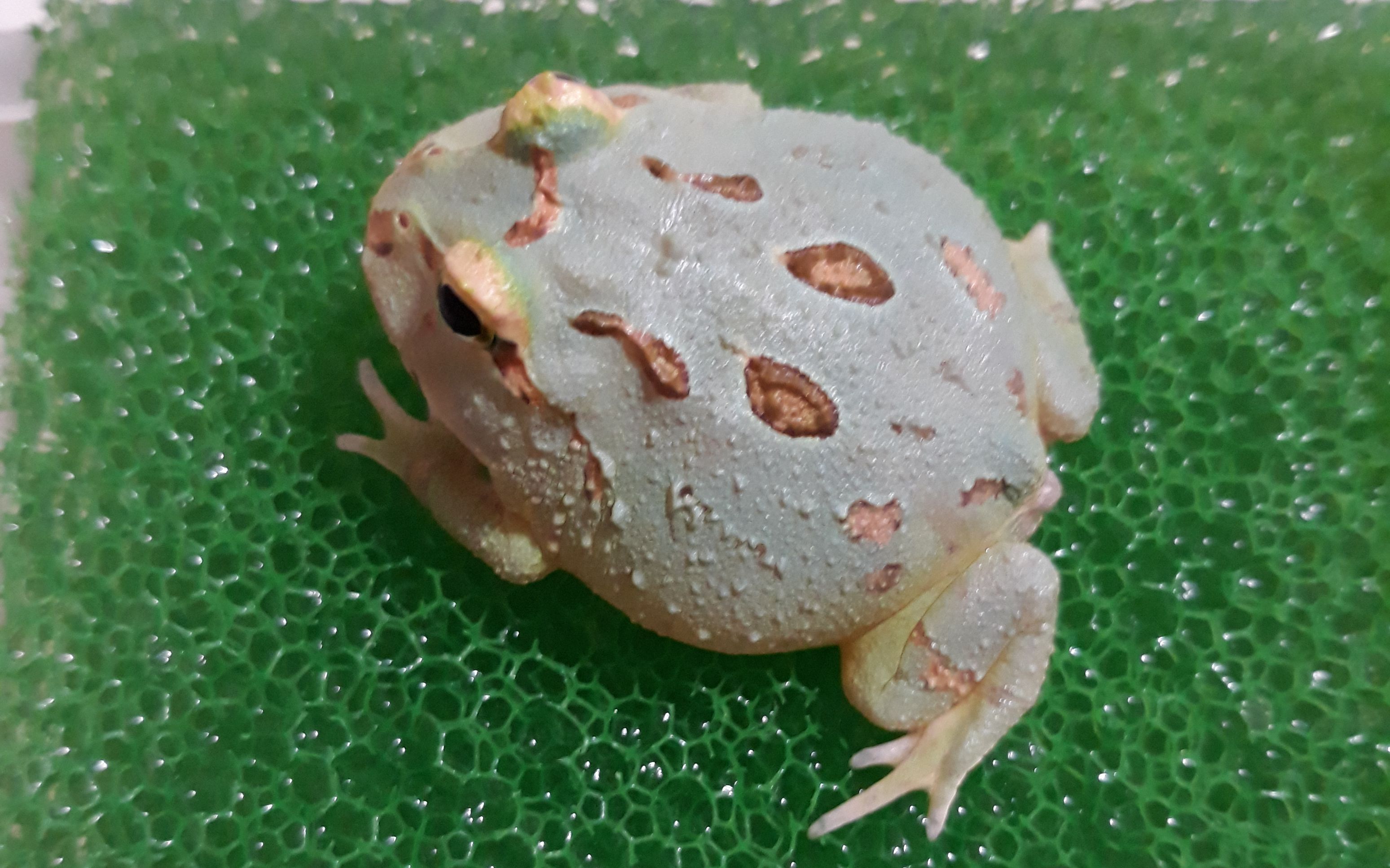 【角蛙纪录】小薄荷蓝角蛙开食(喂食饲料鱼)