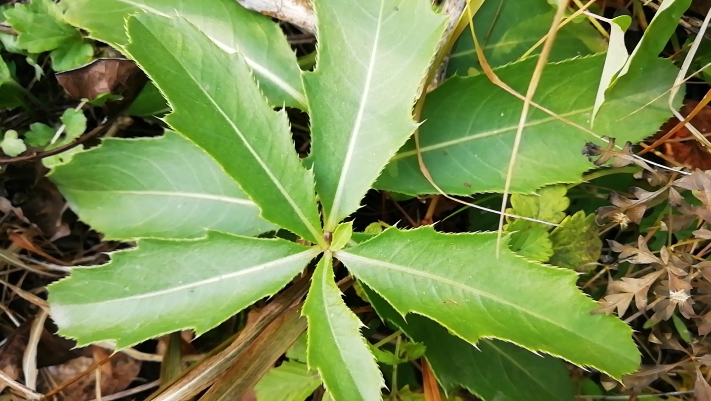 呲呲牙～(這種草的葉子的邊緣有很多扎人的小刺)