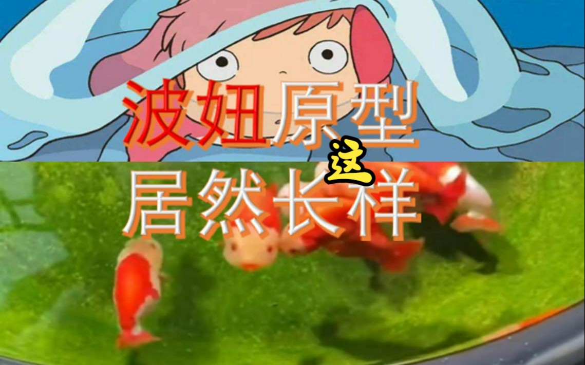 "《悬崖上的金鱼公主》里的波妞原型居然这么可爱!"