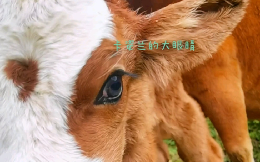 爆闪的大眼睛闪瞎你的眼