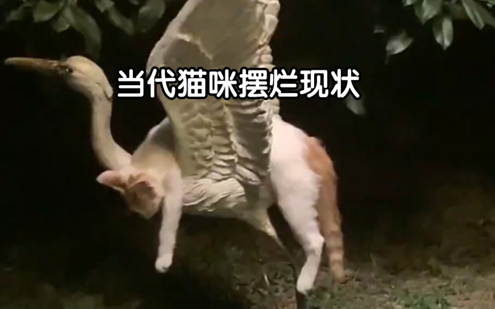 [图]猫生不摆烂，快乐少一半！