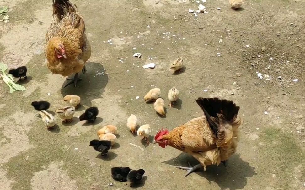 中华田园鸡奶奶养的母鸡孵出小鸡仔啦在院子里觅食晒太阳吃饱就睡好不