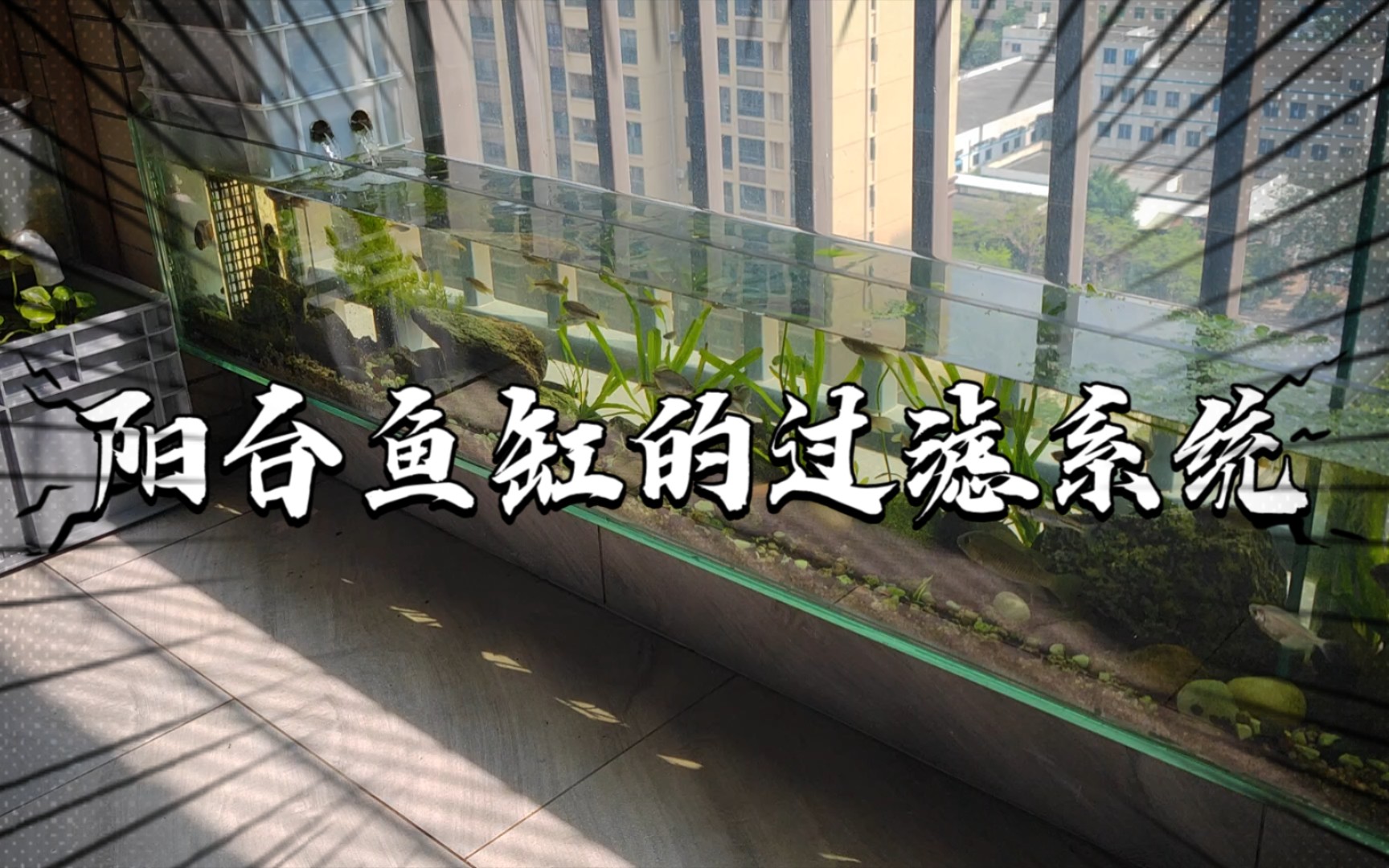 阳台溪流缸的过滤系统,很久没清洗了,今天顺便拍个过滤的视频
