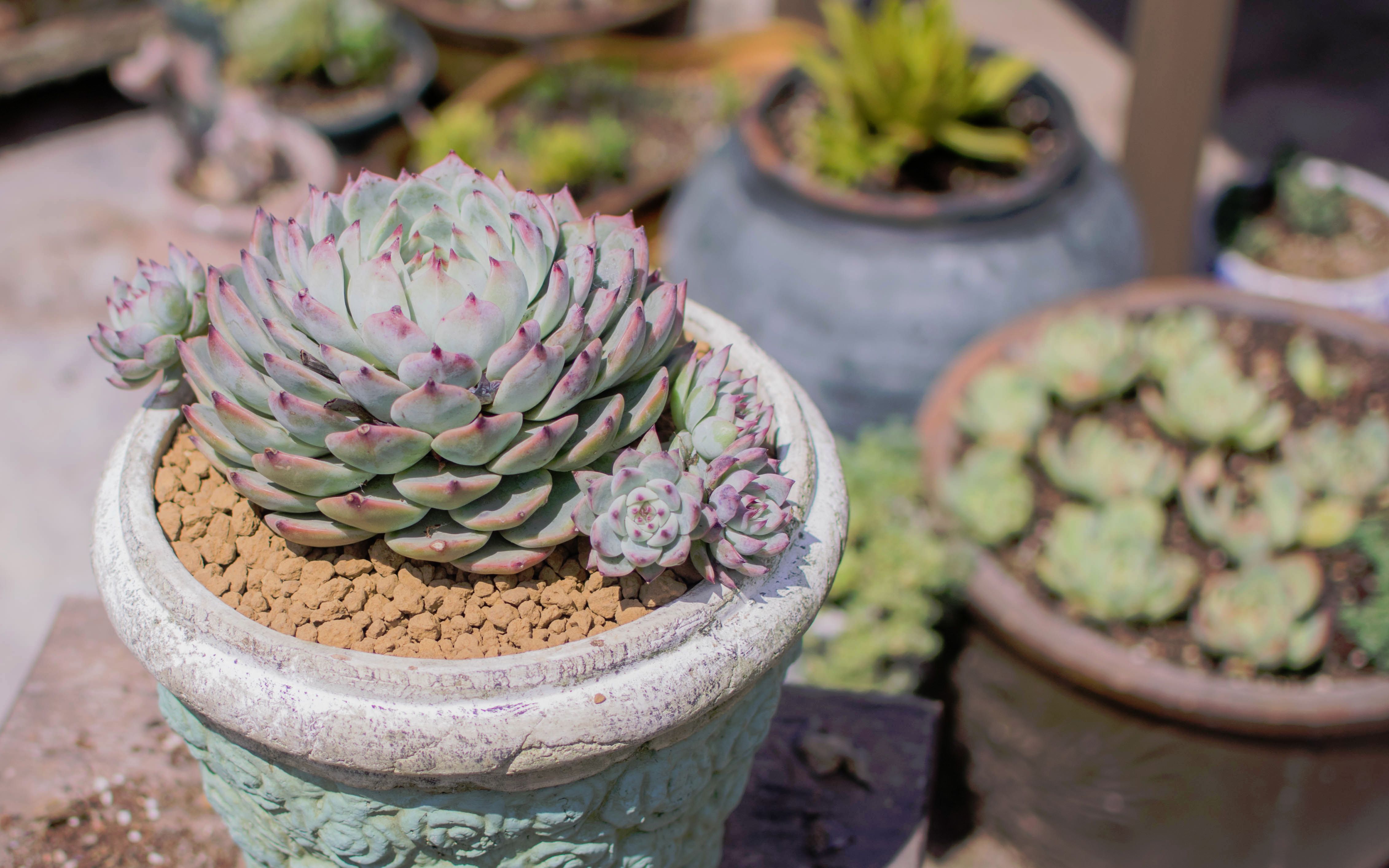 【种植】超大颗的林赛多肉植物