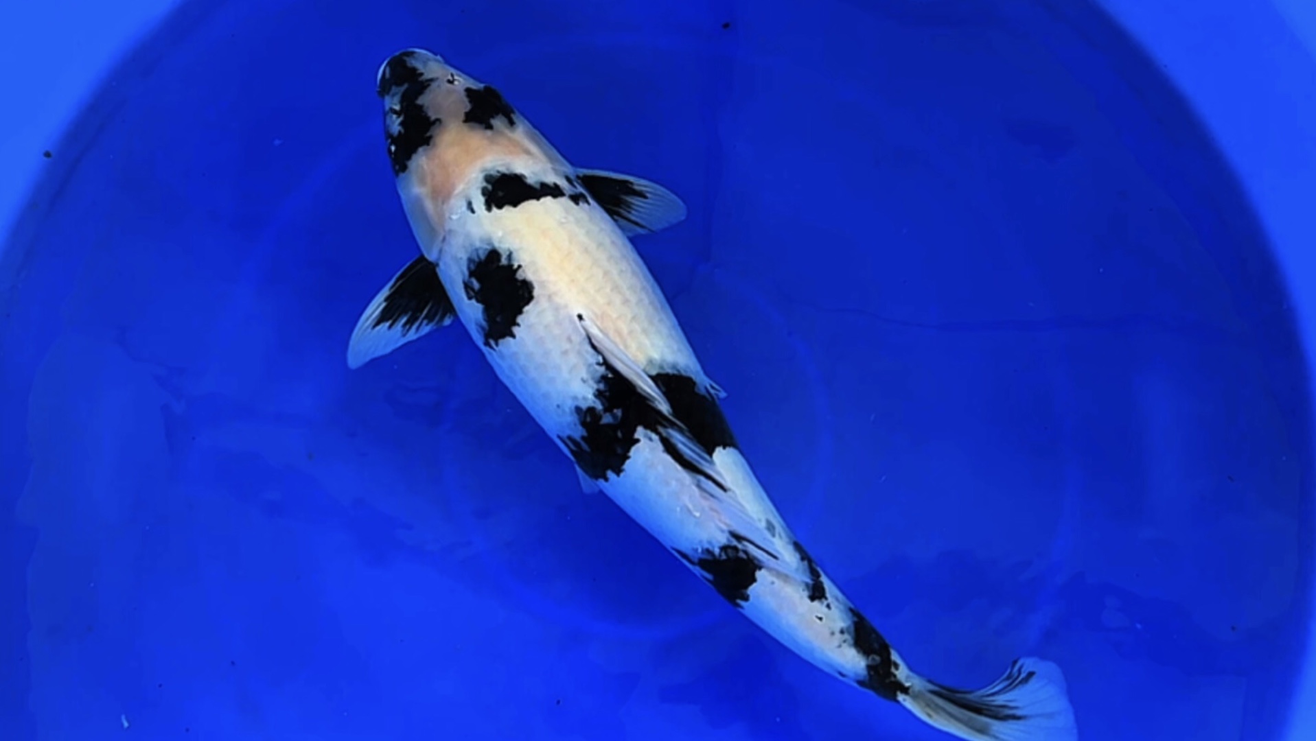 面迫白写锦鲤,雌六十加滴極上观赏鱼.