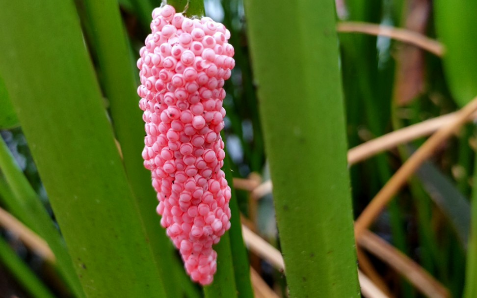 第一次看到福寿螺的卵 居然是粉红色的!害虫必须消灭在摇篮里