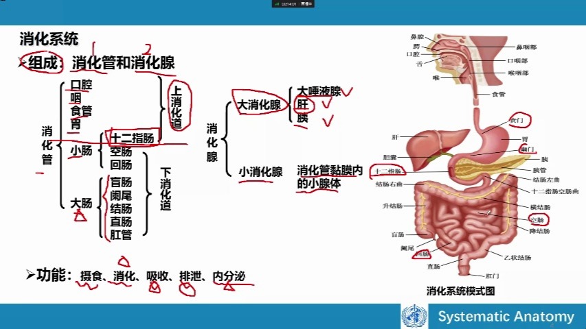 [图]医学考试  专升本  人体解剖学-- 消化系统--米卫东老师