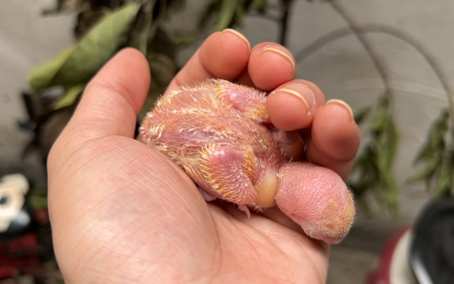 零天手养牡丹鹦鹉十九天,居然有人说它是僵尸鸟