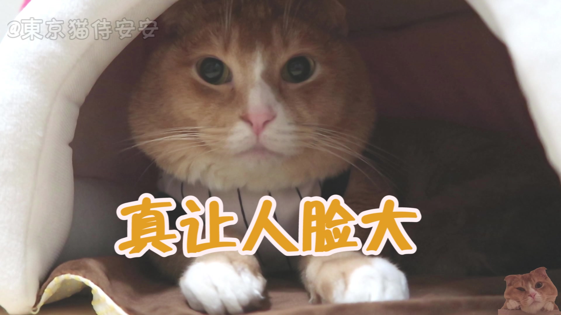 TORA的表情包~~~请大家欣赏<3哔哩哔哩bilibili