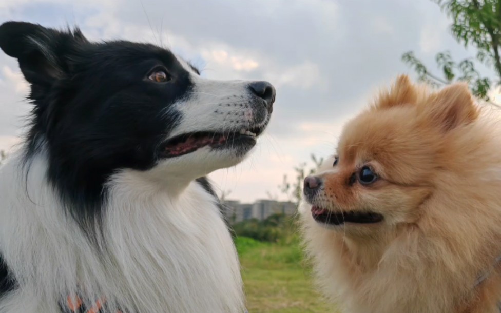 小狗狗98谈恋爱咯
