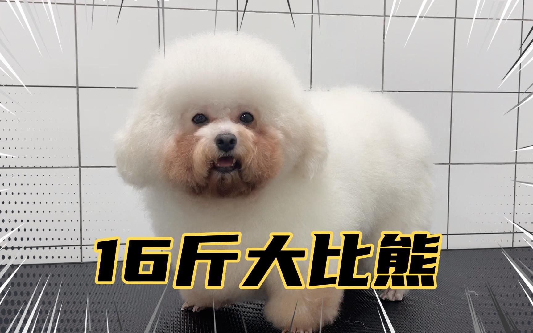 奶奶帮忙养的16斤比熊妹妹,几乎全程躺着边睡边给搓澡