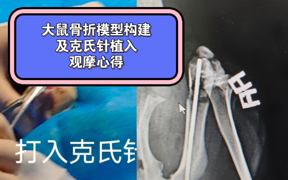 大鼠骨折模型构建/克氏针内固定观摩心得哔哩哔哩bilibili