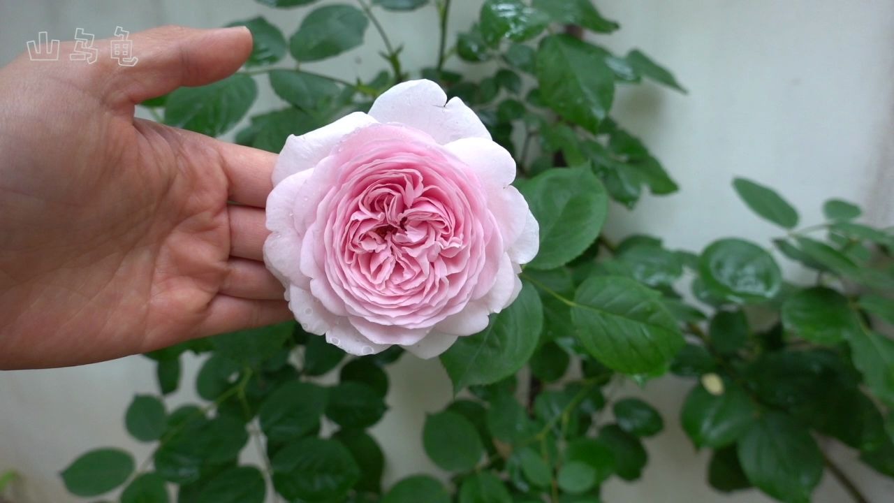 山乌龟我有一个小花园系列藤本月季杰夫汉密尔顿开花第一天山乌龟的