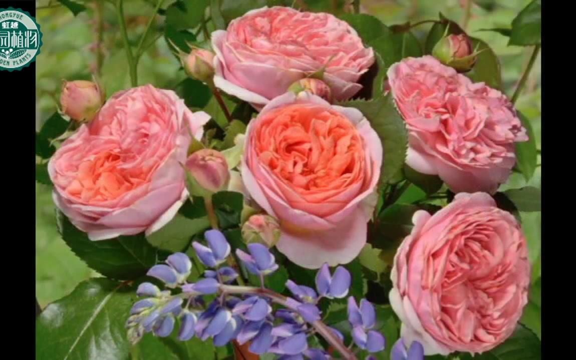 虹越月季月季音乐厅欣赏