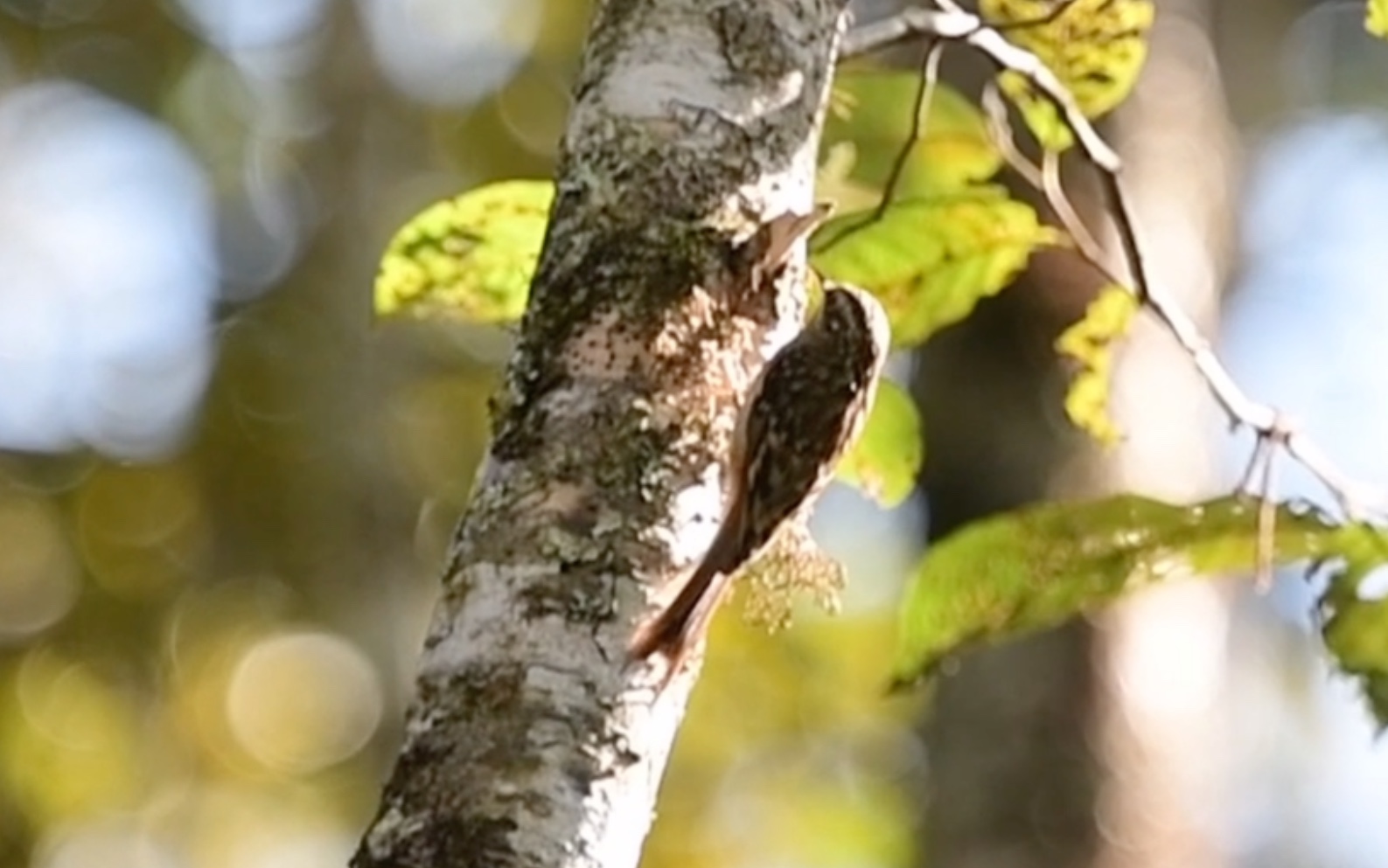 褐喉旋木雀旋木半分钟