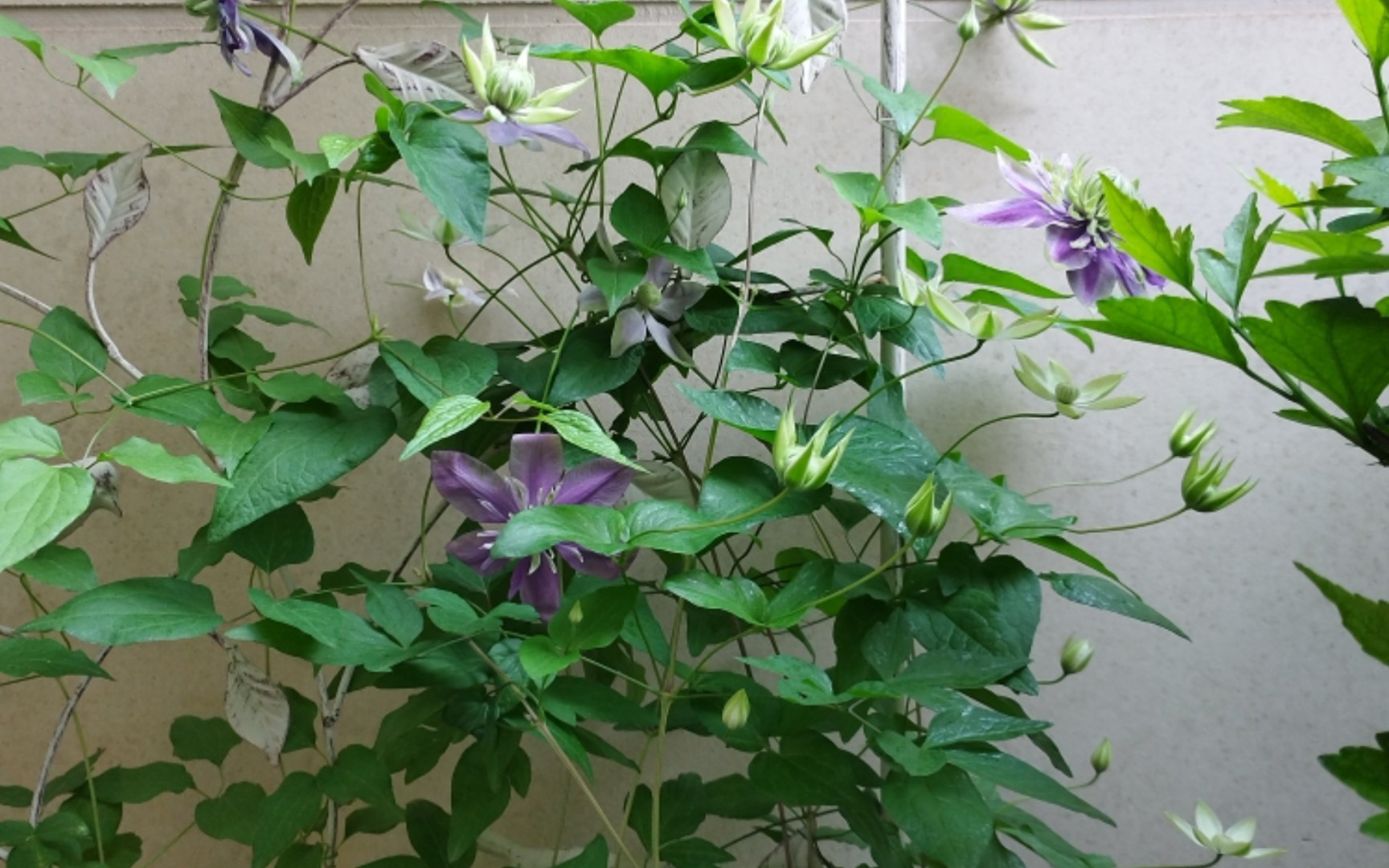 铁线莲的生长真是太迅速了!品种:大河