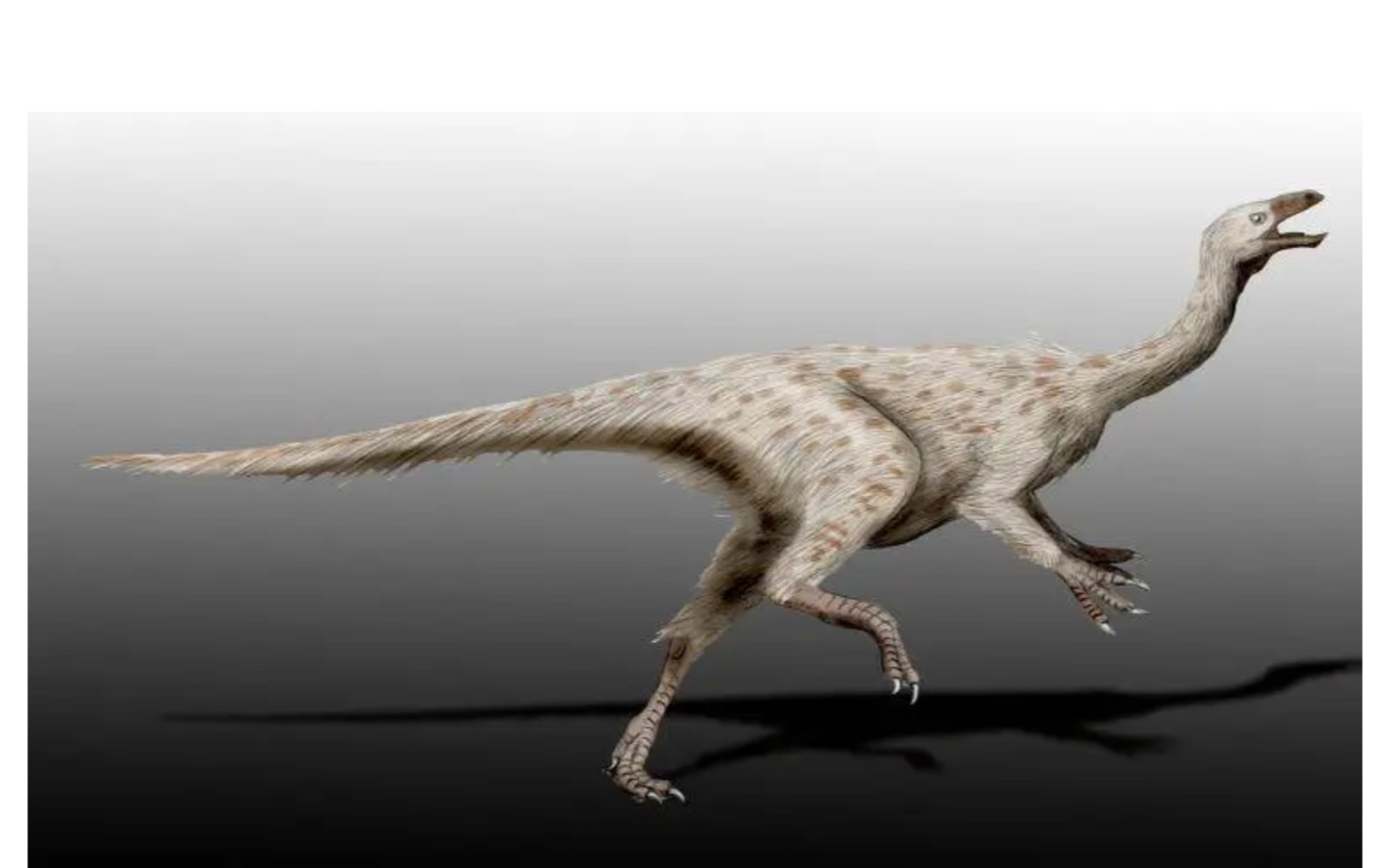 先辈の雷普之似鸡龙