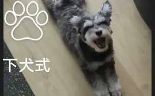 Descargar video: 雪纳瑞催你出门小伎俩！标准下犬式！