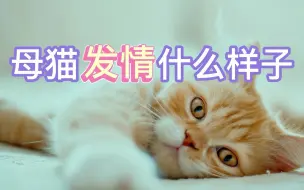 Download Video: 母猫发情什么样子