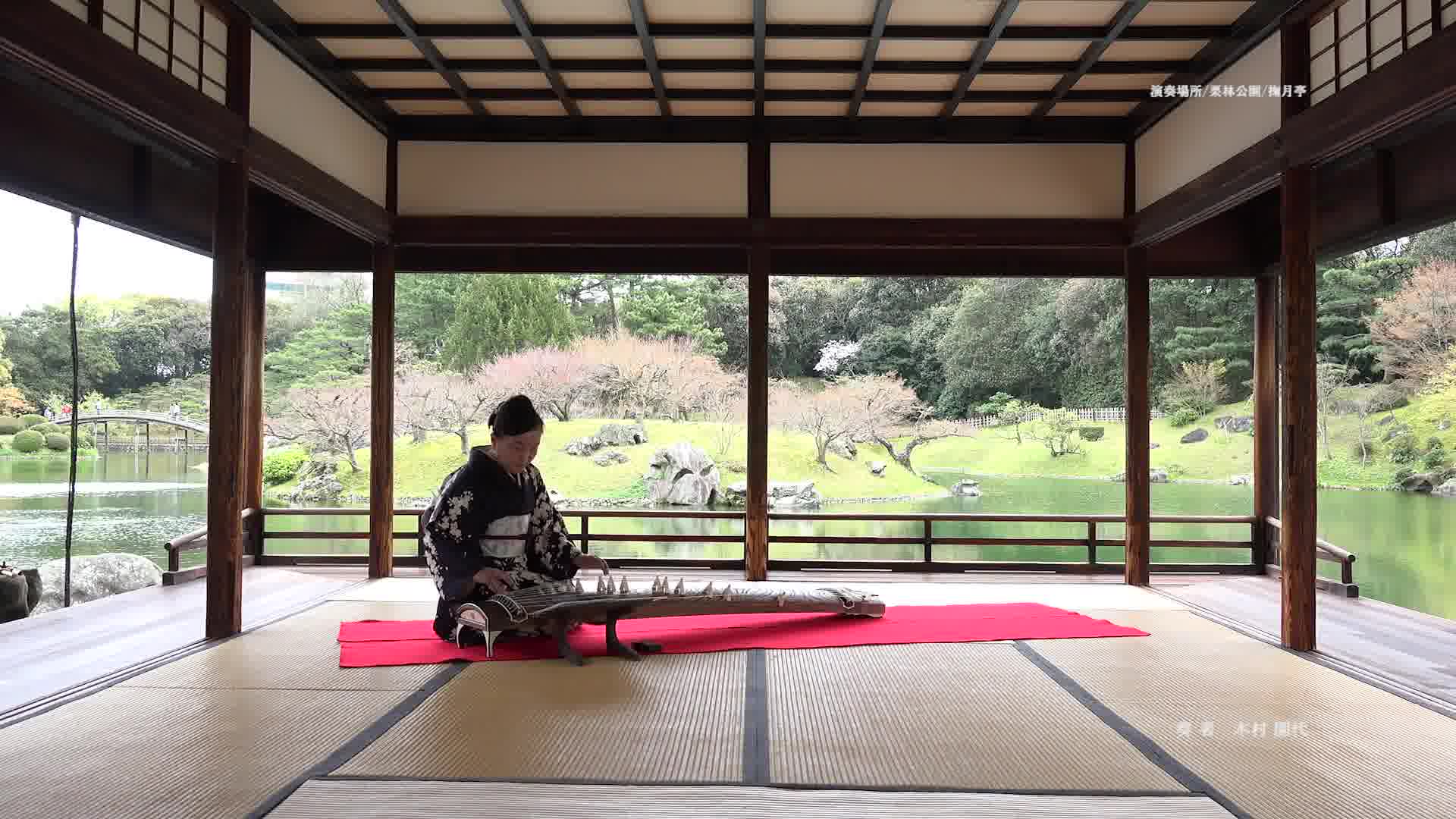 日本筝曲【樱花主题六段变奏】 「さくら」[sakura]箏独奏による主題