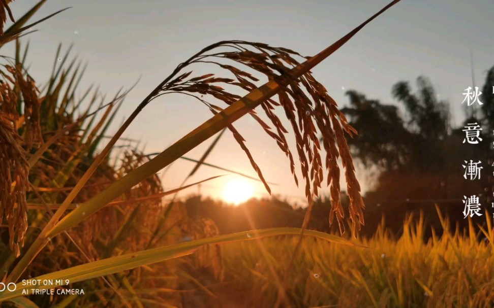 [图]春种一粒粟，秋收万颗子。——唐代李绅《古风二首 / 悯农二首》