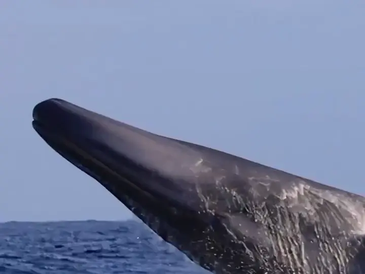 Neflix/我们的星球/片段】座头鲸Our Planet | Humpback Whales | Clip_ 