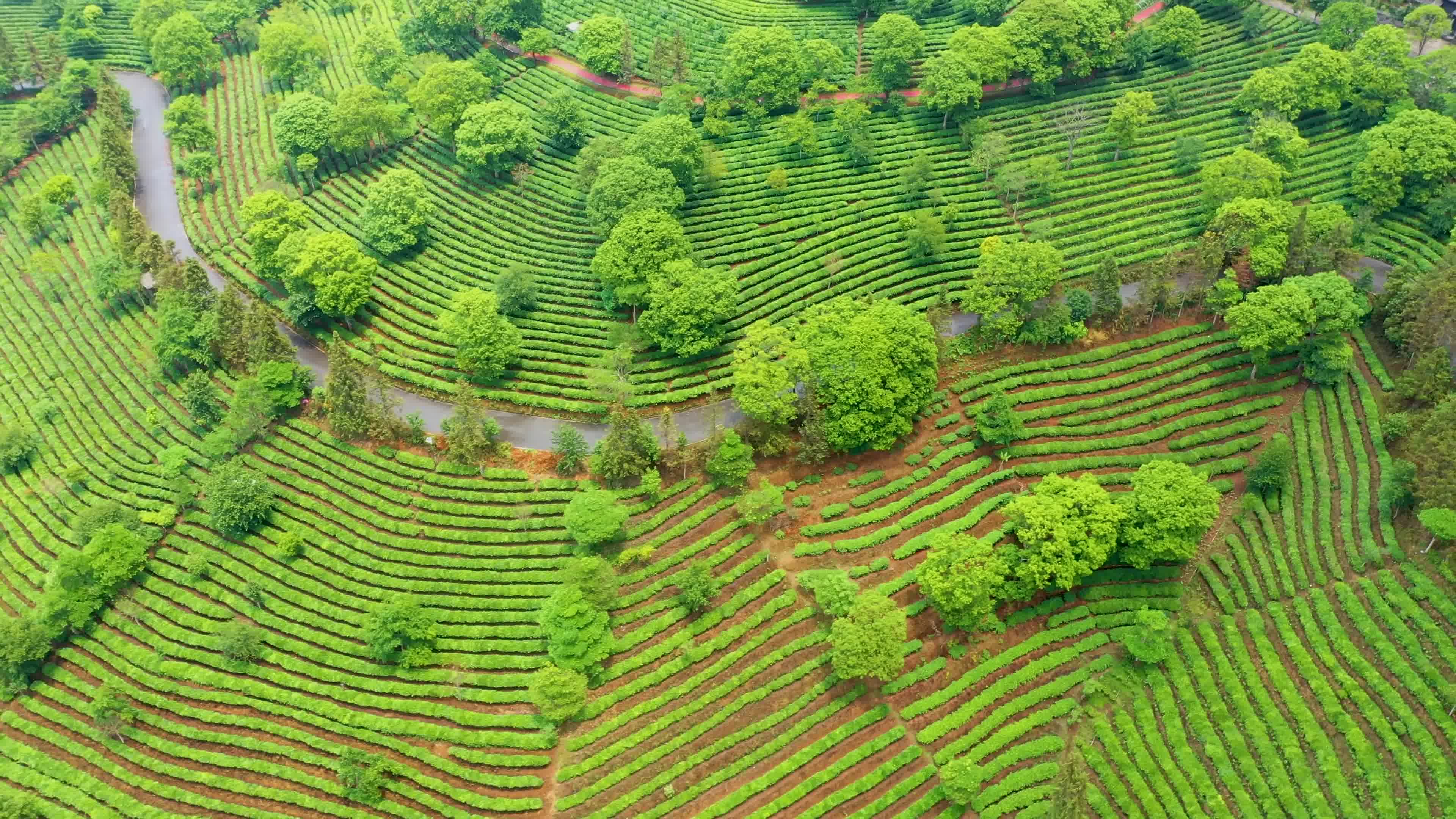 航拍云南万亩普洱茶山【普洱航拍4k】