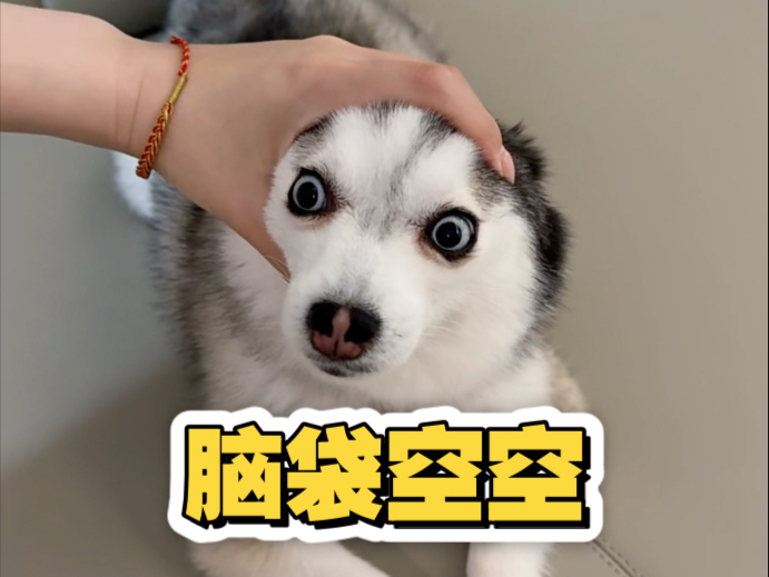 脑袋空空的小狗