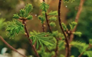 Video herunterladen: 去年尝试鱼缸种植水杉的最后生还者，今年春天完美复活。事实证明光照是水杉最需要的条件，其次泥土，水分。