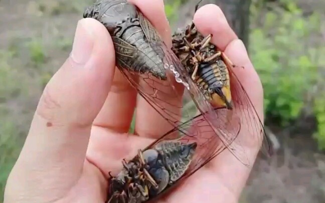 红脉熊蝉(黑蚱蝉).