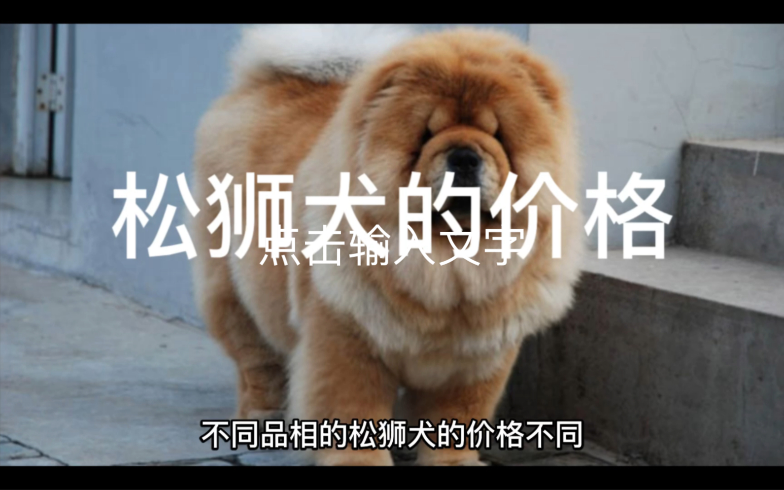 松狮犬的价格哔哩哔哩bilibili