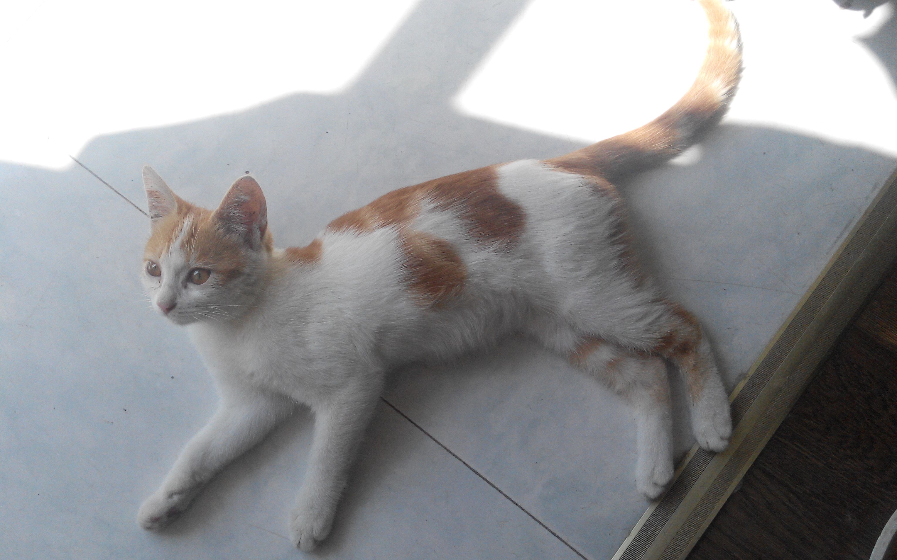 【田园猫-咪妮-4】小猫和自己的尾巴玩