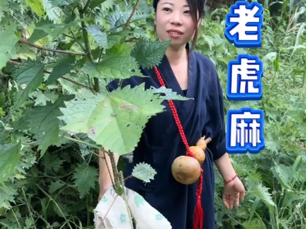 老虎麻 你认识吗