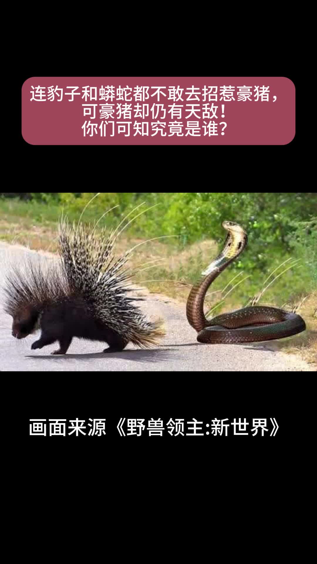 豪猪效应图片