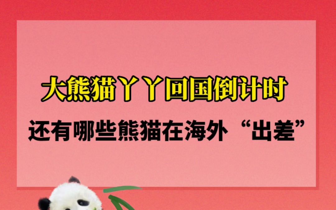 丫丫回国倒计时,联邦快递运输,一图盘点在海外“出差”的熊猫哔哩哔哩bilibili