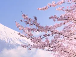 下载视频: 4K 美丽的鲜花风景💐