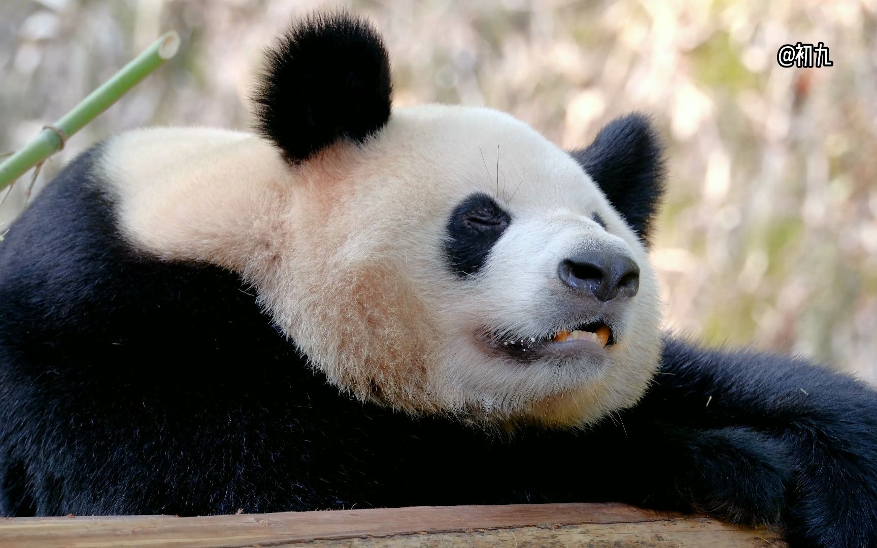 第一次看见好奇 不过真没人觉得好奇的头像猪头吗 哈哈哔哩哔哩bilibili