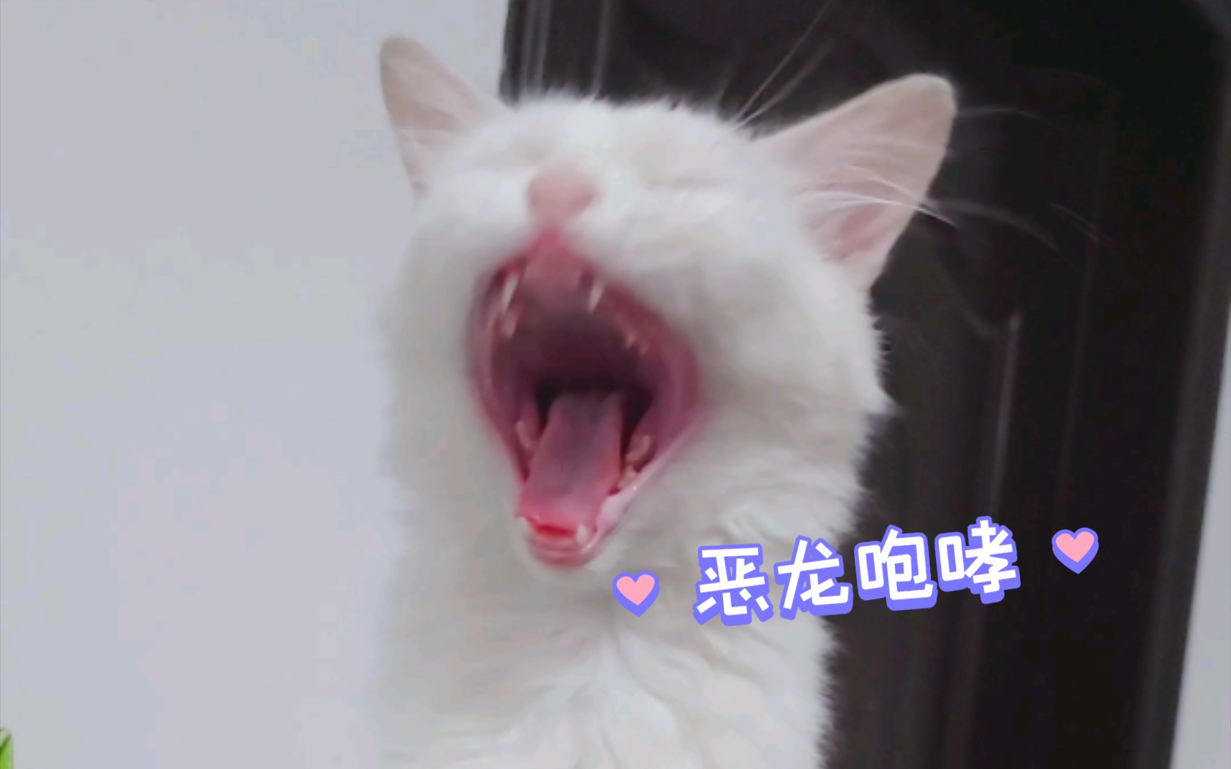 新员工 捡的 新猫咪 来个恶龙咆哮